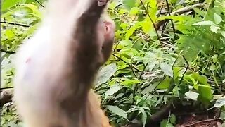Funny and cute animals #69