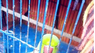 My Talking Parrot