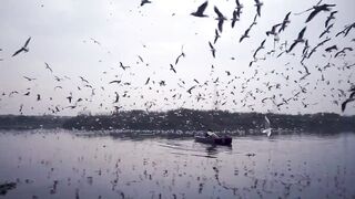Amazing birds