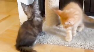 Baby cats cute cat funny