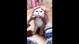 Most Satisfying Funny