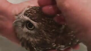 Funny and cute animals #71