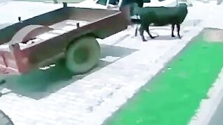 Bhens Chori Karne Ka New Tariqa...????