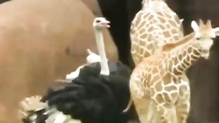 Funny and cute animals #72