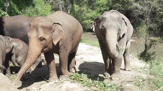Wild elephant