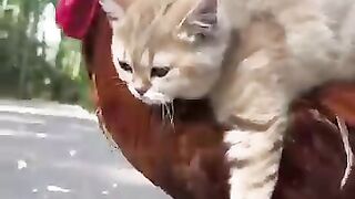 Cat Vs Hen, Friend ship