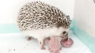 Funny and cute animals #73