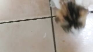 Cute and Adorable Baby Cat
