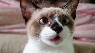 Funny Animal Videos 2023 ???? - Funniest Pets Cats And Dogs Video ????????