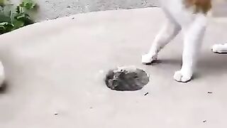 Cat Vs Rabbit, Friendship and Funny Video