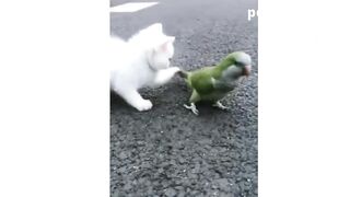 FUNNY CATS. They give us joy and happy days! The mood is excellent!