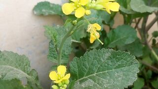 Yellow flowers