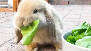 Funny and cute animals #77