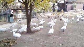 Faizavlog10 856.337 ||Ducks are playing in water in ayoub park