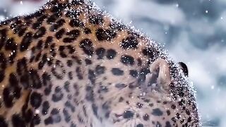 Tiger in Snow ???? New Released 2023 ????❤️