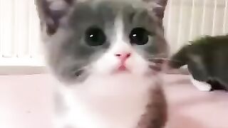 Little Cats.Cute
