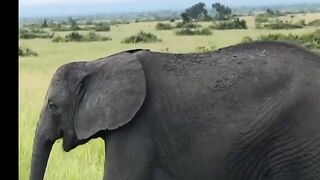 Elephant animal