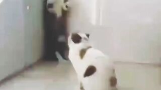 Funny Cats Video