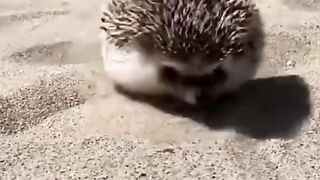 Funny and cute animals #78
