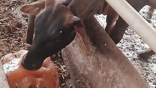 Callf licking salt