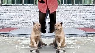funny video with music