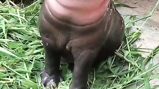 Funny and cute animals #81