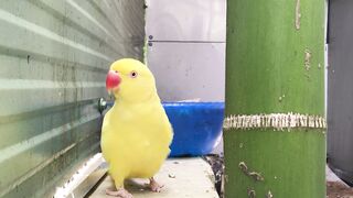 Yellow parrot || parrot || cute animal #videos