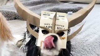 Funny and cute animals #83