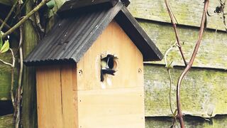 A bird building its nest