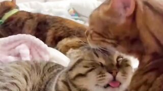 Funny and cute animals #85