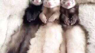 Funny and cute animals #86