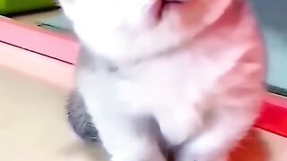Cat vidio