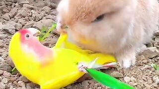 Rabbit and Parrot Love
