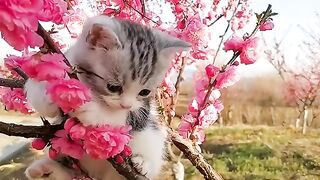 Cat ???? is happy