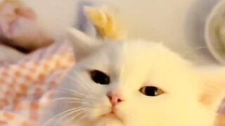 Funny and cute animals #87