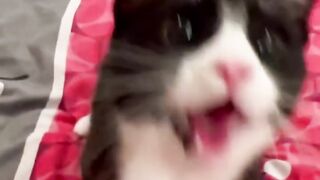 Funny and cute animals #88