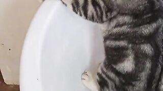 Oh those mice Funny video