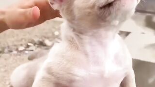Funny and cute animals #89