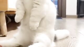 Funny and cute animals #90