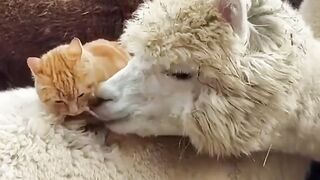 Funny and cute animals #92