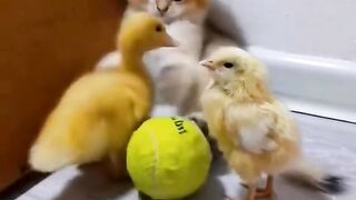 Funny videos from TikTok