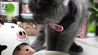 Funny videos from TikTok