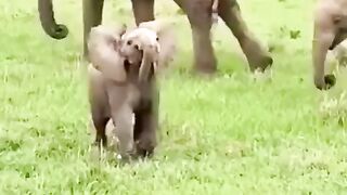 Funny and cute animals #95