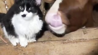 Funny and cute animals #96