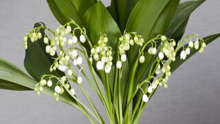 LILY FLOWERS