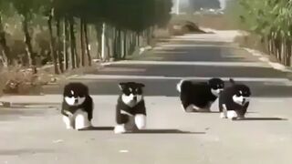 Cute Animals???????? Wait for end