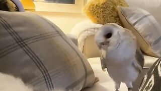 Funny and cute animals #97