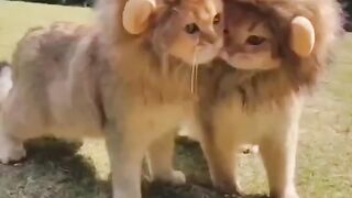 Lions cute little baby
