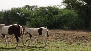 Beautiful Animal/4k ultra hd/ The Most Beautiful Animal in tha world/Natural Scarce 4k/Animals videos