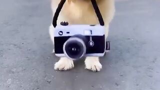 Funny and cute animals #98
